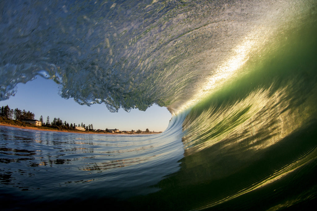 Morning Glory