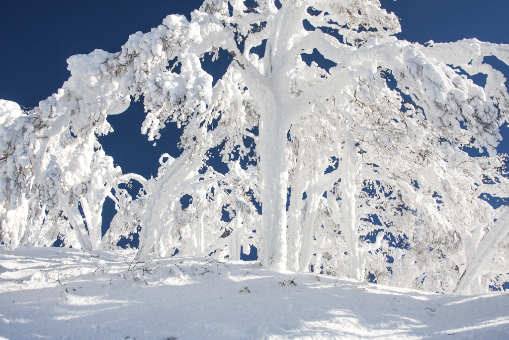 Winter Wonderland