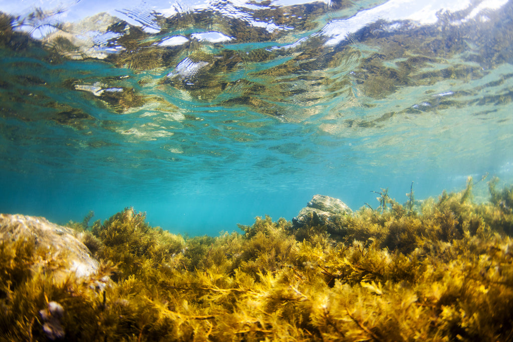 Algae Reflections